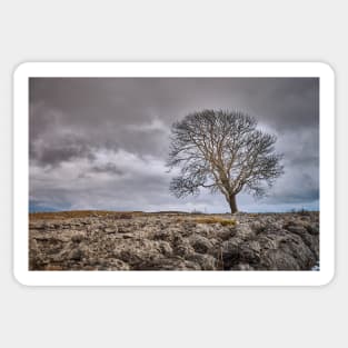 Yorkshire Lone Tree Sticker